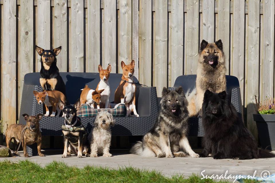 groep honden